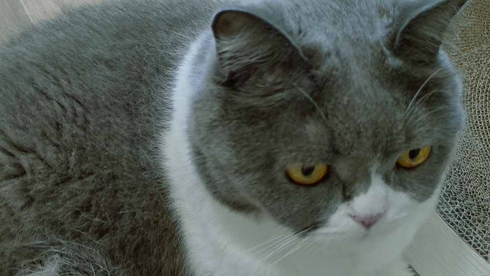 CAT