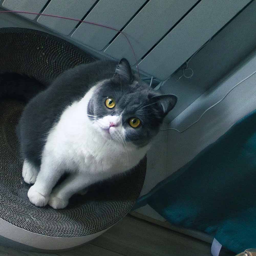 CAT