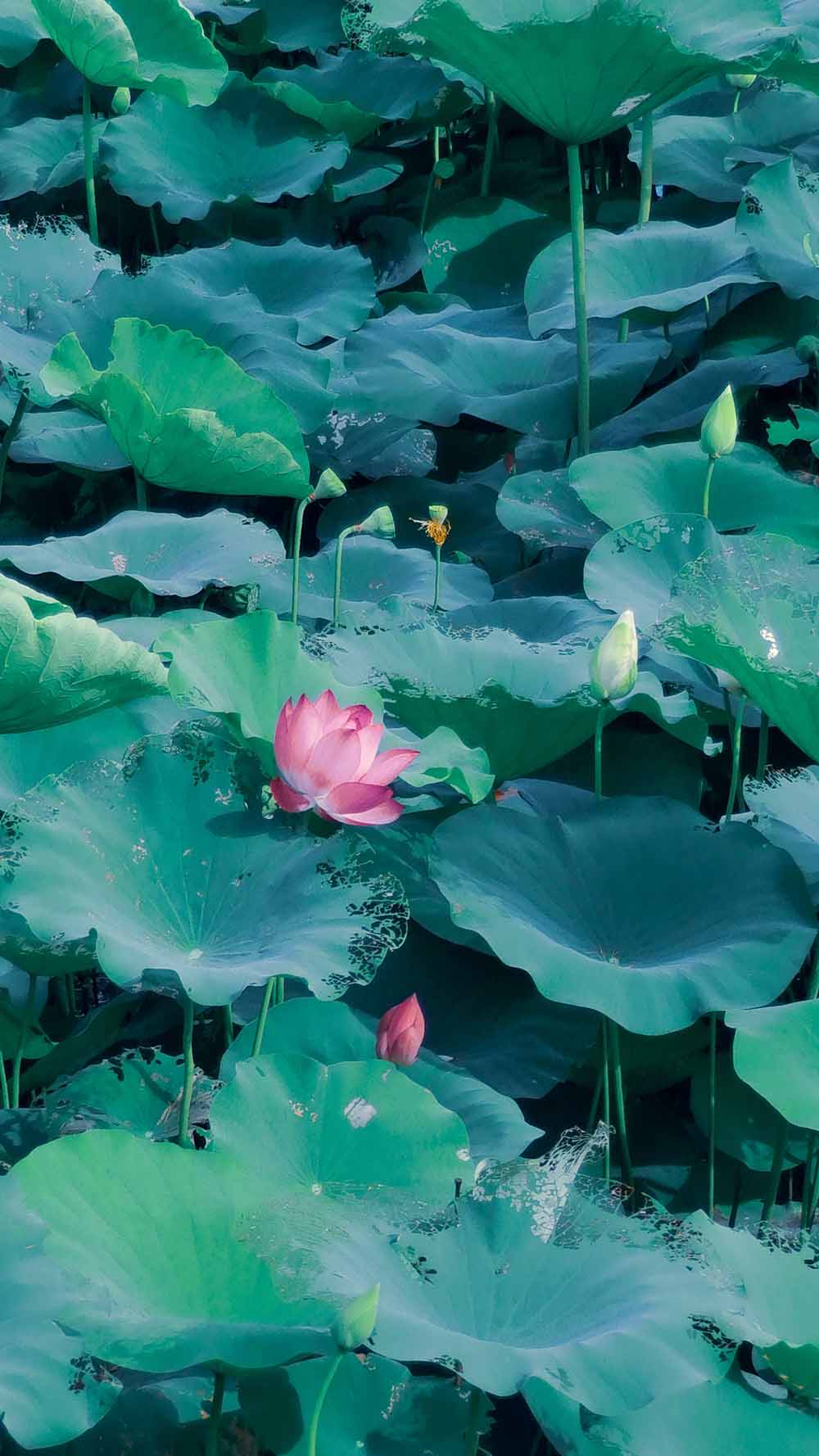 接天莲叶无穷碧