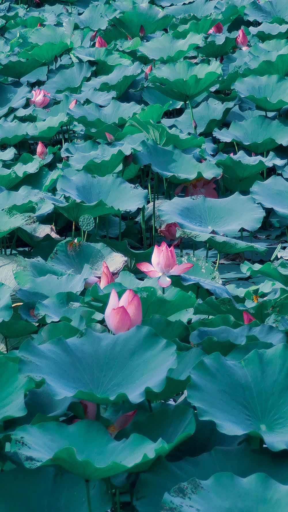 接天莲叶无穷碧