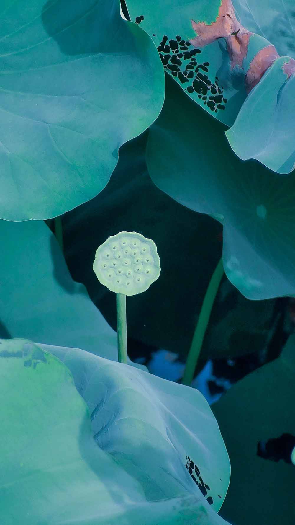 接天莲叶无穷碧