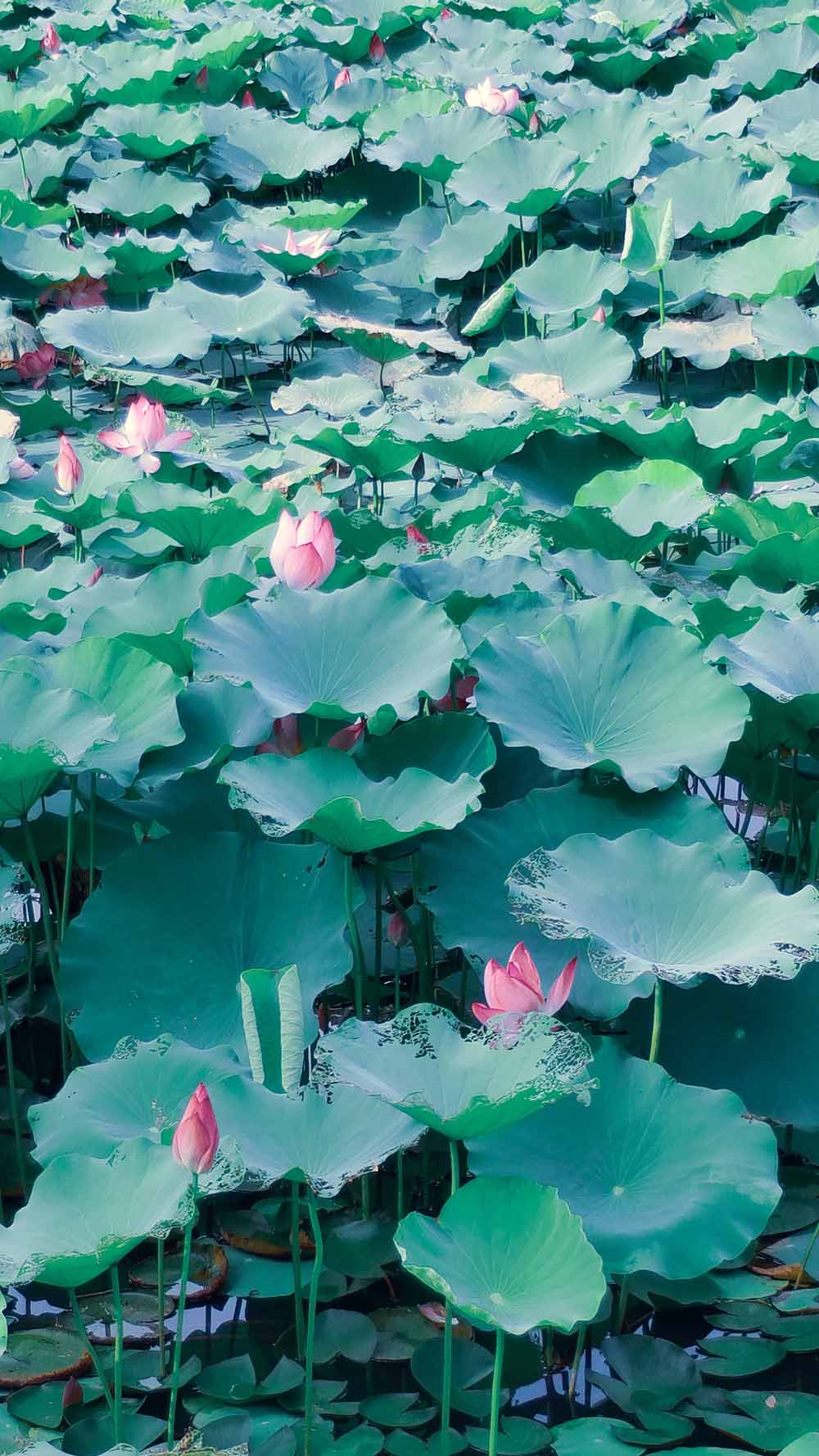 接天莲叶无穷碧