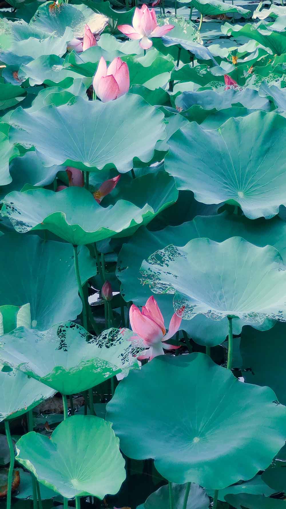 接天莲叶无穷碧