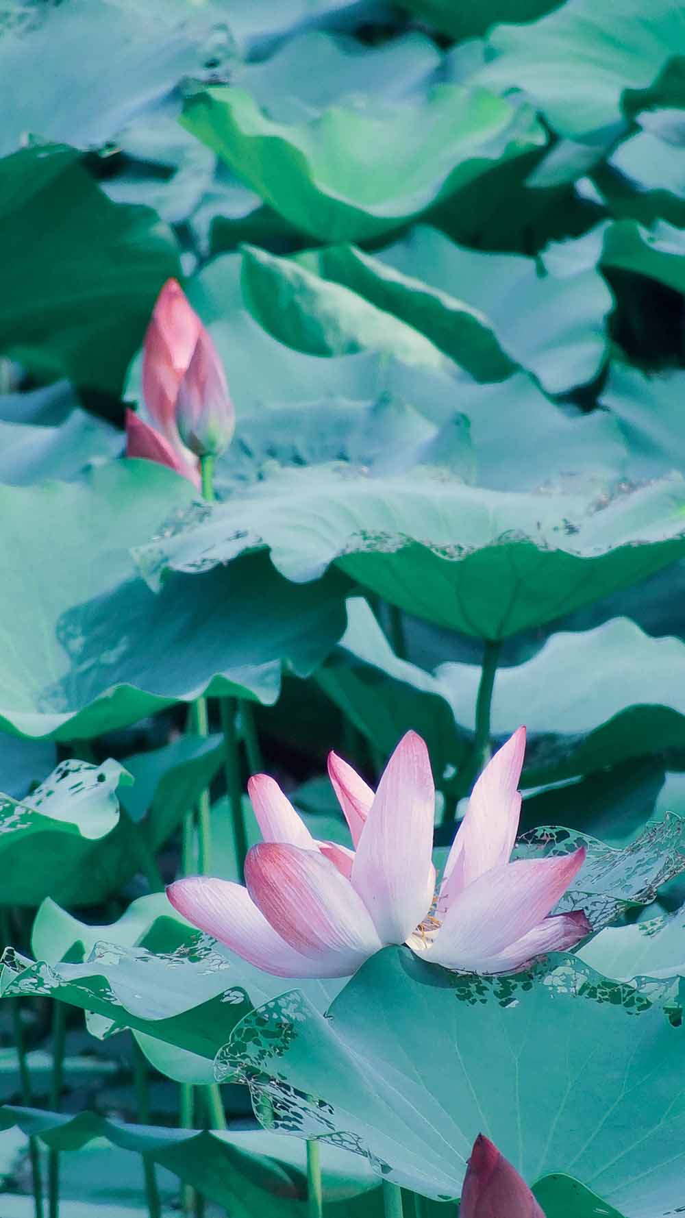 接天莲叶无穷碧